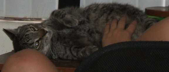 Tummy Rub or DIE
